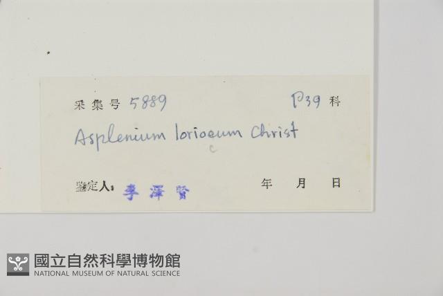 南海鐵角蕨藏品圖，第2張