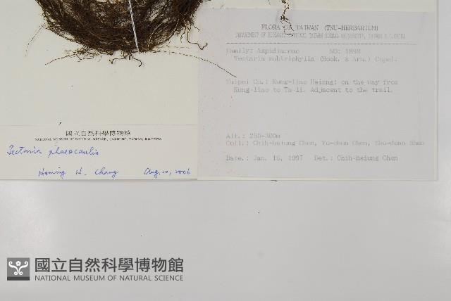 蛇脈三叉蕨藏品圖，第5張