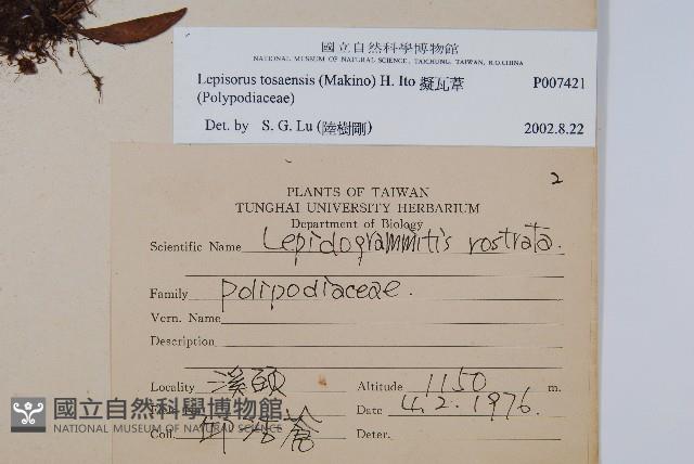 擬瓦葦藏品圖，第2張