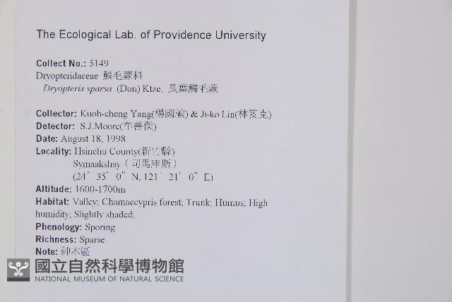 長葉鱗毛蕨藏品圖，第2張