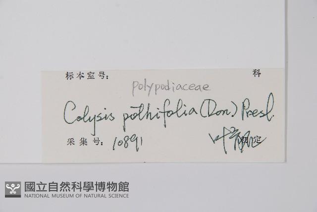 斷線蕨藏品圖，第2張