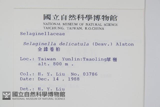 全緣卷柏藏品圖，第2張