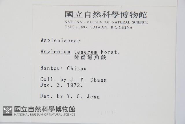 鈍齒鐵角蕨藏品圖，第2張