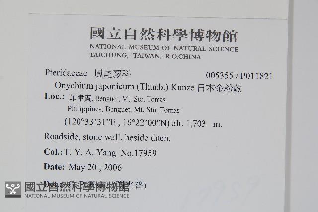 日本金粉蕨藏品圖，第2張