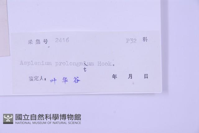 長生鐵角蕨藏品圖，第2張