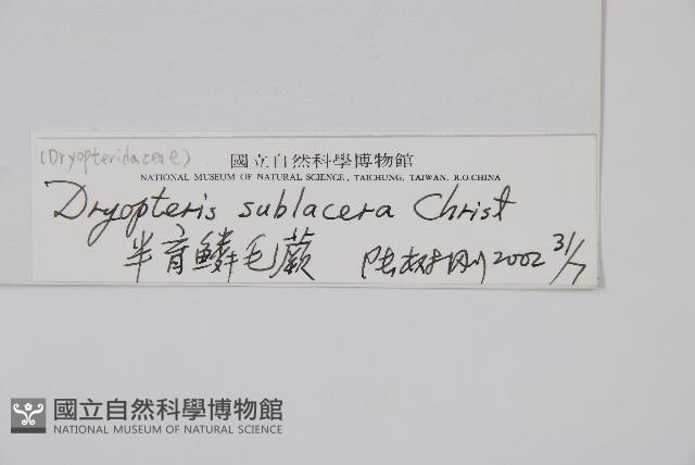 亞二型鱗毛蕨藏品圖，第2張