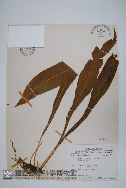 萊氏線蕨藏品圖，第1張