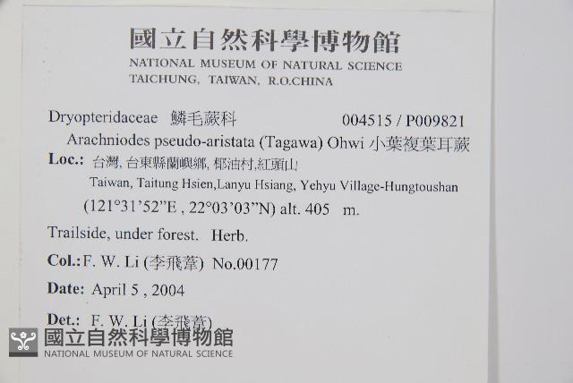 小葉複葉耳蕨藏品圖，第2張