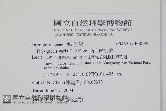 南海鱗毛蕨藏品圖，第2張