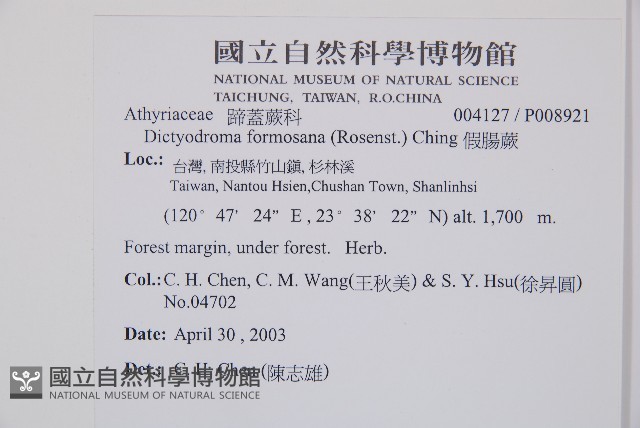 假腸蕨藏品圖，第2張