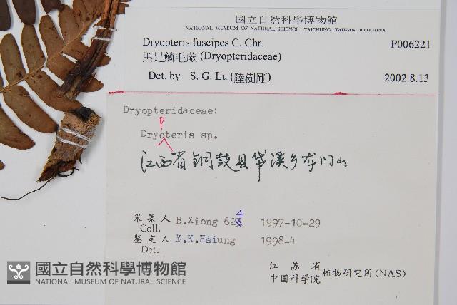 黑足鱗毛蕨藏品圖，第2張