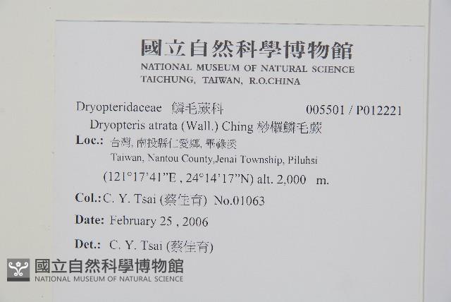 桫欏鱗毛蕨藏品圖，第2張