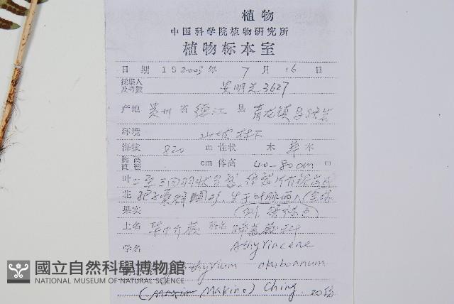 華中介蕨藏品圖，第2張