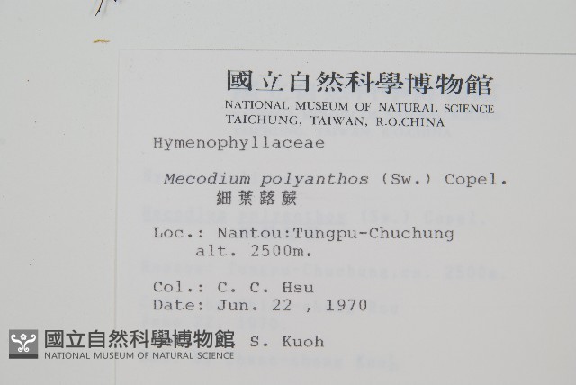 細葉蕗蕨藏品圖，第2張