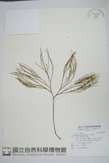 松葉蕨藏品圖，第1張