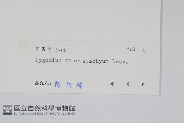 狹葉海金沙藏品圖，第2張