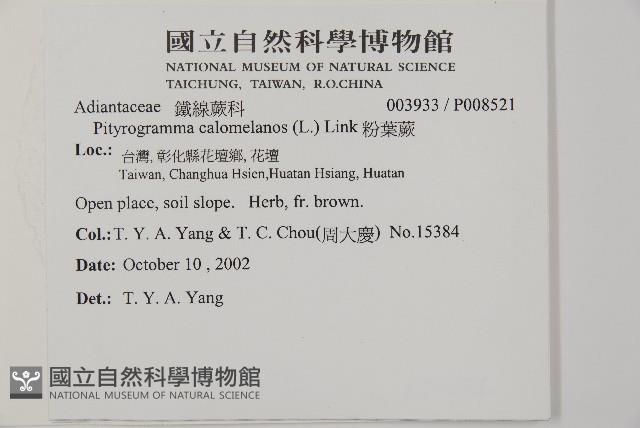 粉葉蕨藏品圖，第2張