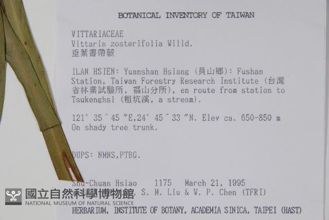 垂葉書帶蕨藏品圖，第2張