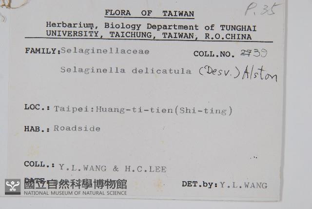 全緣卷柏藏品圖，第2張