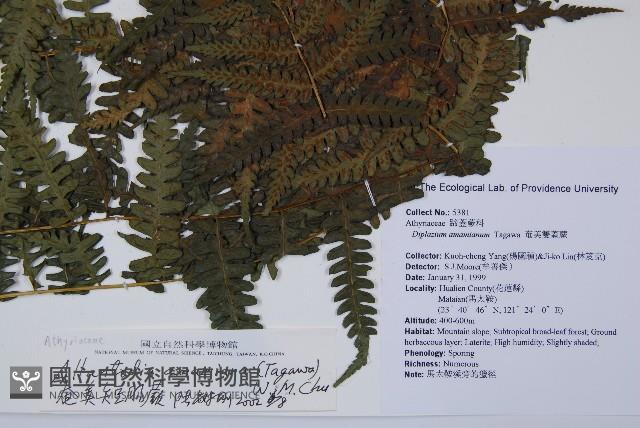 奄美短腸蕨藏品圖，第5張