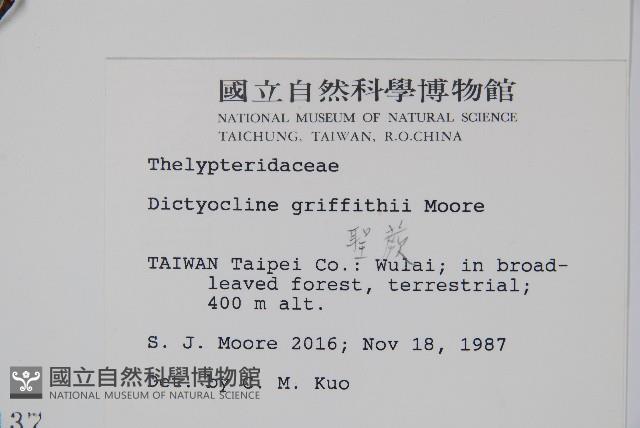 聖蕨藏品圖，第2張