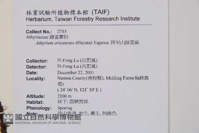 阿里山蹄蓋蕨藏品圖，第2張