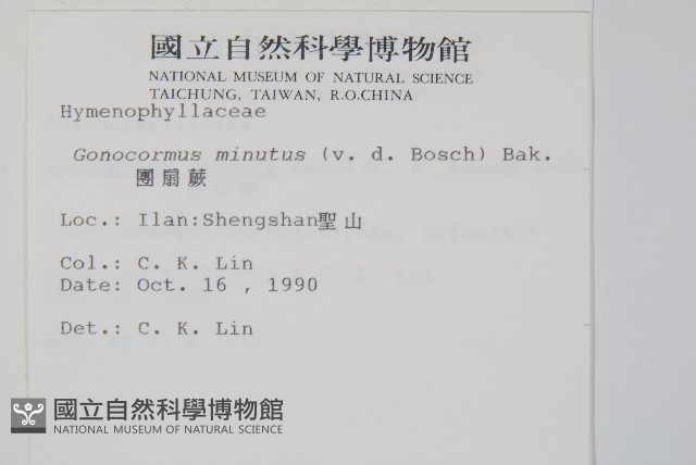 團扇蕨藏品圖，第2張