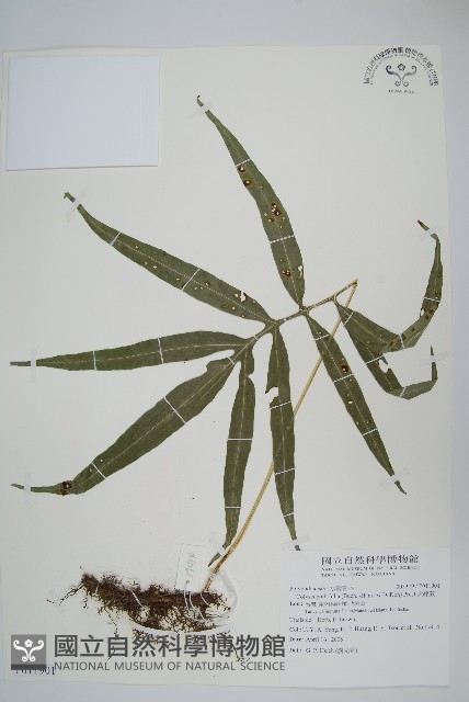 大線蕨藏品圖，第1張