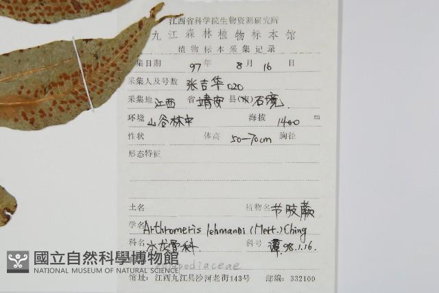 肢節蕨藏品圖，第2張