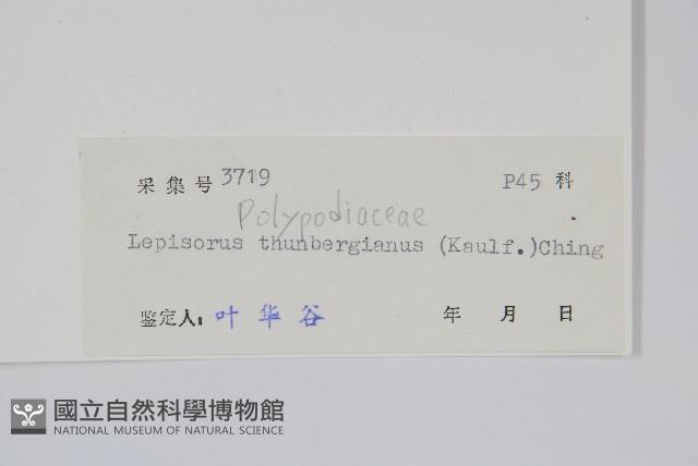 瓦葦藏品圖，第2張