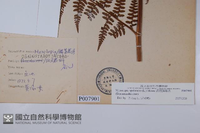 熱帶鱗蓋蕨藏品圖，第5張