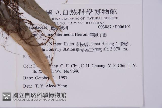 華鳳丫蕨藏品圖，第2張