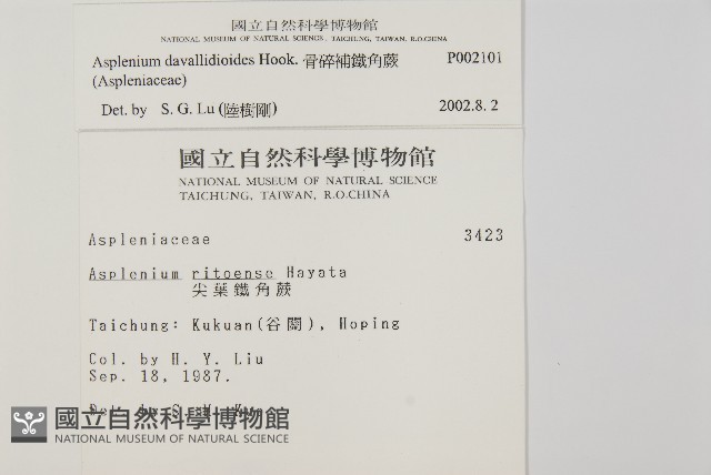 骨碎補鐵角蕨藏品圖，第2張