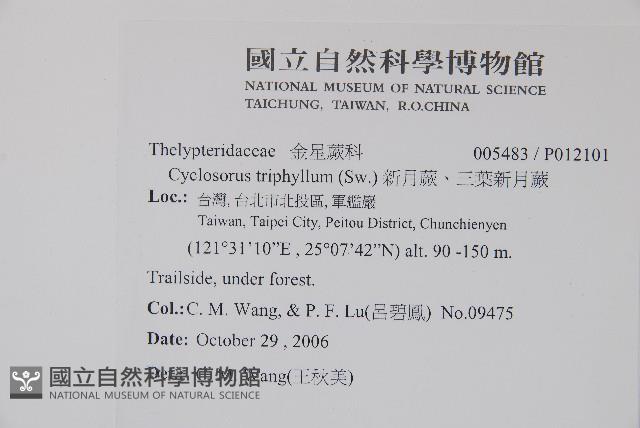 新月蕨、三葉新月蕨藏品圖，第2張