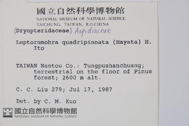 毛苞擬複葉耳蕨藏品圖，第2張