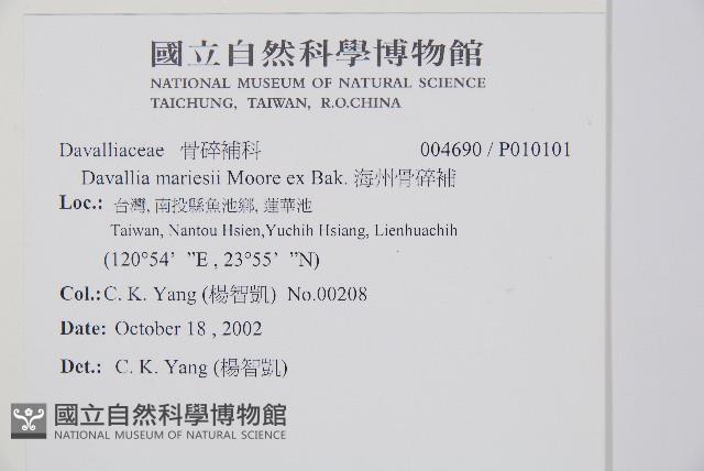 海州骨碎補藏品圖，第2張