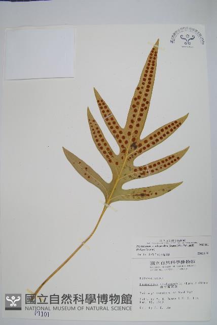 海岸擬茀蕨、海岸星蕨藏品圖，第1張