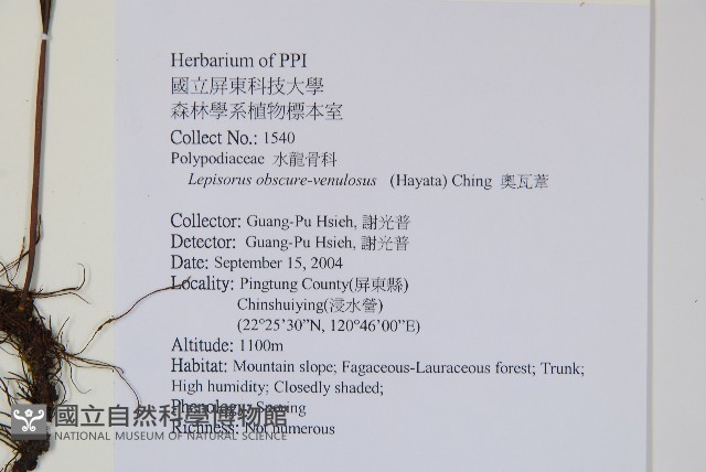 粵瓦葦藏品圖，第2張