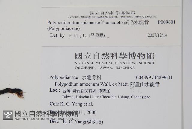 疏毛水龍骨藏品圖，第2張