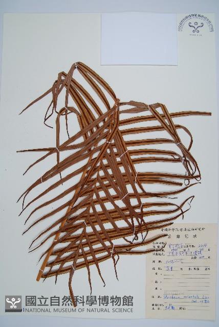 烏毛蕨藏品圖，第1張