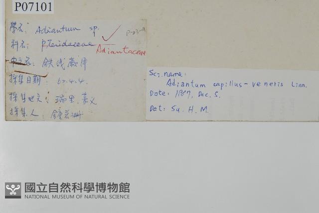 鐵線蕨藏品圖，第2張