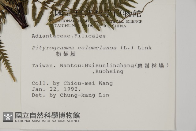 粉葉蕨藏品圖，第8張
