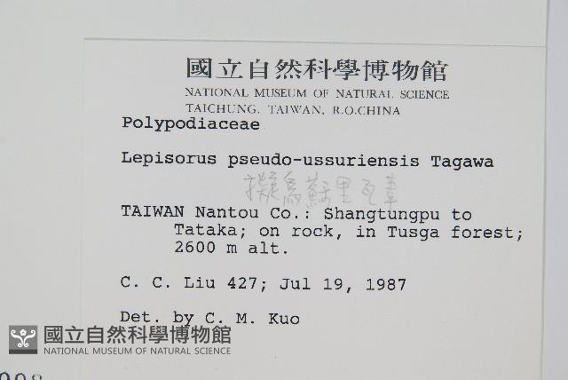 擬烏蘇里瓦葦藏品圖，第2張