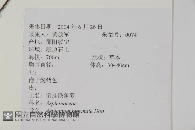 生芽鐵角蕨藏品圖，第2張