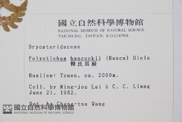 韓氏耳蕨藏品圖，第2張