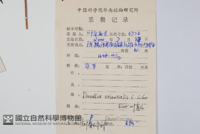 大葉骨碎補藏品圖，第2張