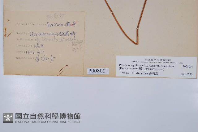 蕨藏品圖，第2張