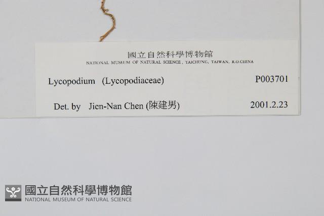 石松藏品圖，第2張