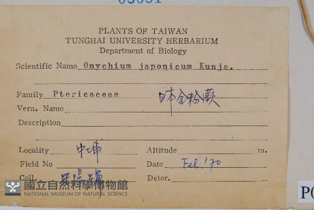 日本金粉蕨藏品圖，第2張