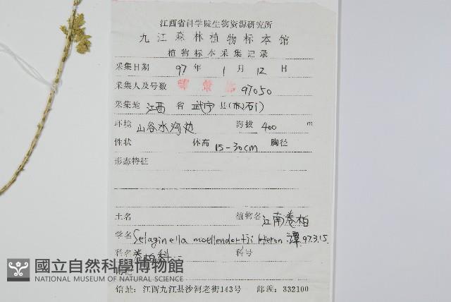 江南卷柏藏品圖，第2張